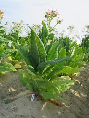 PLANT